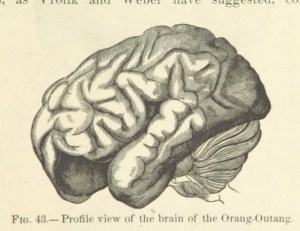 Winchell, Alexander. Image from ‘Preadamites; or a demonstration of the existence of men before Adam, etc’, British Library 003949013. Via The Mechanical Curator. Public Domain.