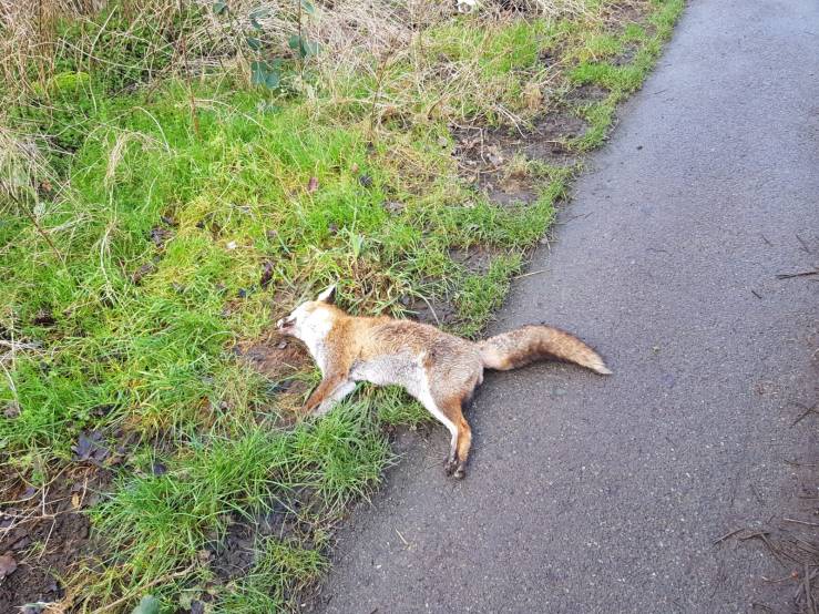 dead fox 